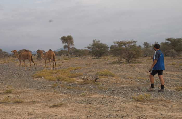 Охота на верблюдов